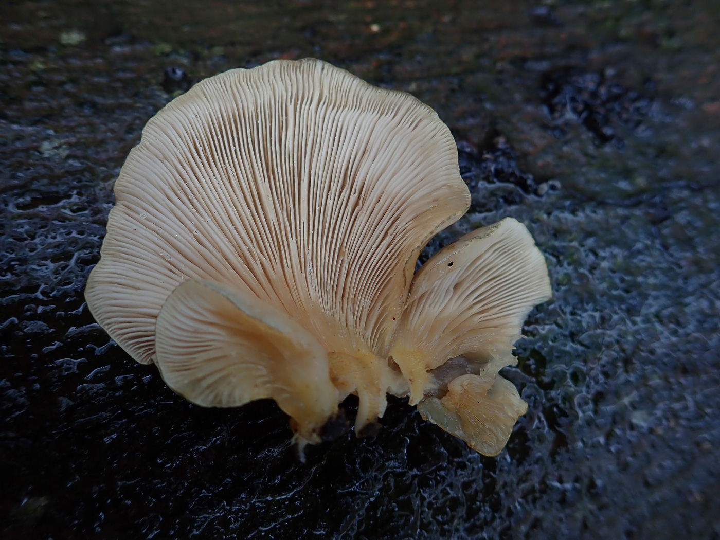 Photo by Penny Cullington Sarcomyxa serotina by Penny Cullington
